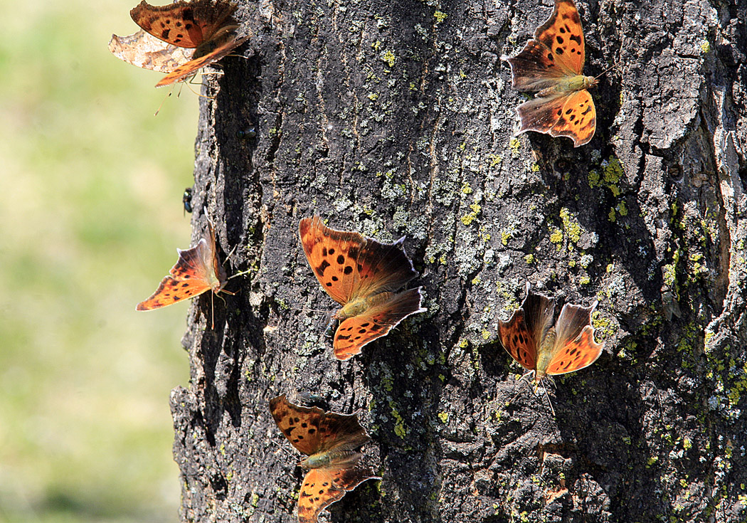 Question Mark Butterflies