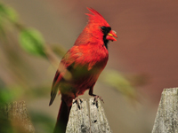 Northern Cardinal