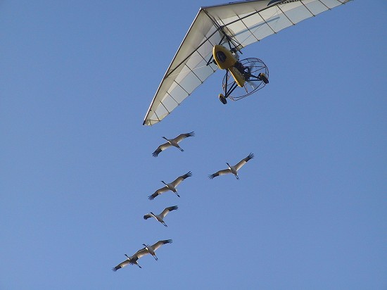 Whooping Cranes Following Operation Migration Ultralight Plane