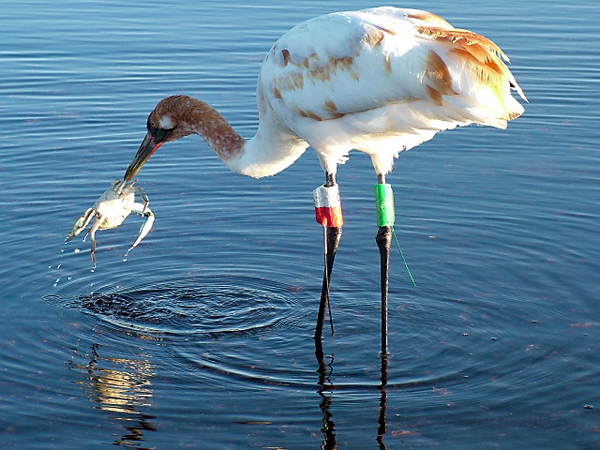 Young Whooping crane catches a blue crab.
