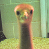 Crane chick #1-10
