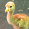 Crane chick #3-10