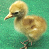 Whooping Crane Chick