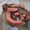 Crane chick #6-10