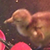 Crane chick #8-10