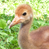 Crane chick #9-10