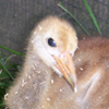 Crane chick #10-10