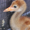 Crane chick #15-10