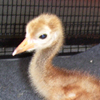 Crane chick #16-10