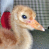 Crane chick #17-10