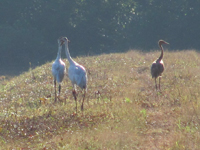 Parents #212 and #419 with chick W3-10 on Aug. 30, 2010.
