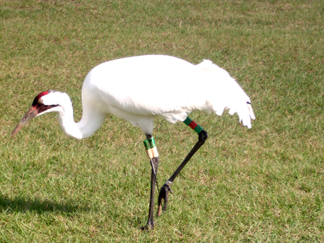 Male #101 on his wintering grounds in Florida.