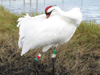 Crane #105, winter 2010
