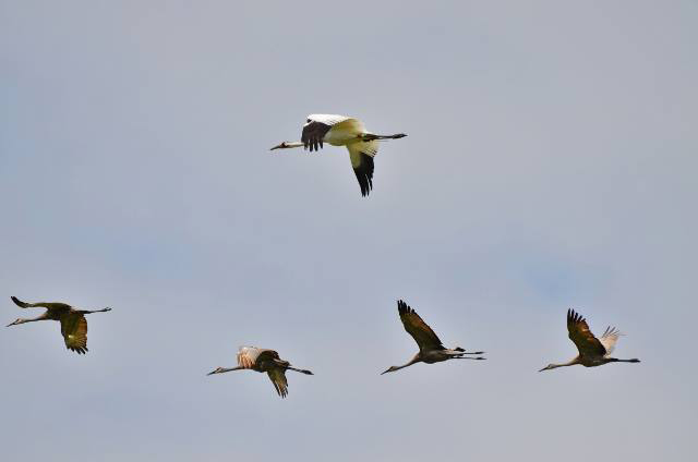 Cfrane d11-16 DAR flyng over Horicon Refuge with Sanshill cranes in August, 2013