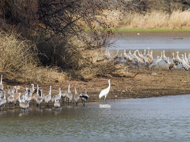Crane #16-11 at Hiwassee in TN in Feb. 2013