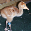 Crane chick #1-10