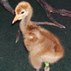 Crane chick #3-10