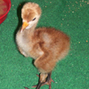 Crane chick #5-10