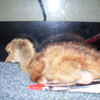 Crane chick #6-10