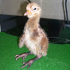 Crane chick #8-10