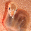 Crane chick #8-10