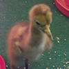 Crane chick #8-10