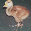 Crane chick #8-10