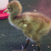 Crane chick #8-10