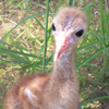 Crane chick #8-10