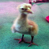 Baby crane #4-12