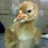 Baby crane #5-12