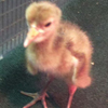 Baby crane #6-12
