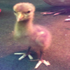 Baby crane #7-12