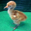 crane baby #12-05