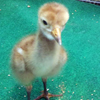 Baby crane #11-12