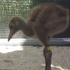 Baby crane #12 DAR