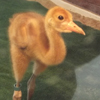 Baby crane #12-12 DAR