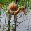 Baby crane #14 DAR