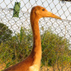 Baby crane #15 DAR