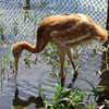 Baby crane #16 DAR