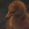 Baby crane #17 DAR