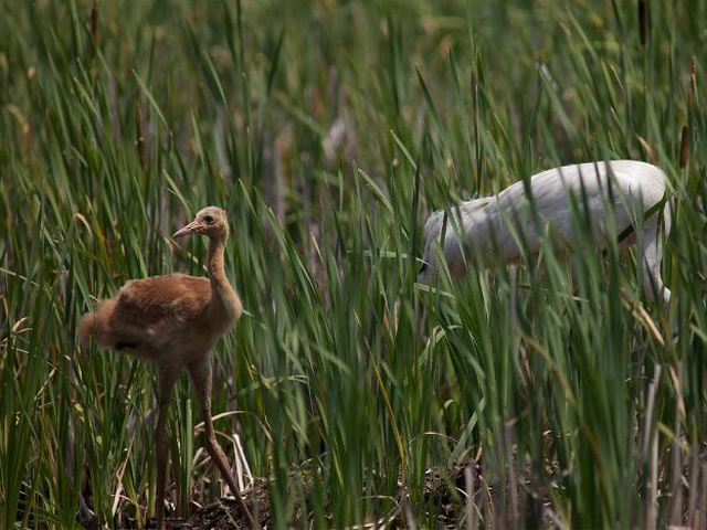 Whooping Crane Chick