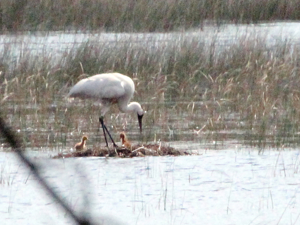 Whooping Cranes Watching Out for Humans width=
