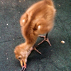 Crane chick #1-13