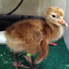 Crane chick #2-13