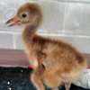 Crane chick #3-13