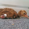 Crane chick #4-13