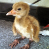 Crane chick #5-13