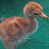 Crane chick #7-13