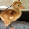 Crane chick #8